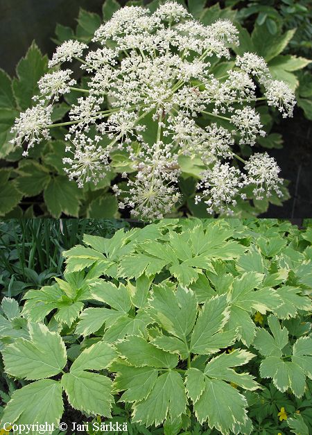 Peucedanum ostruhium 'Daphnis', rohtosuoputki